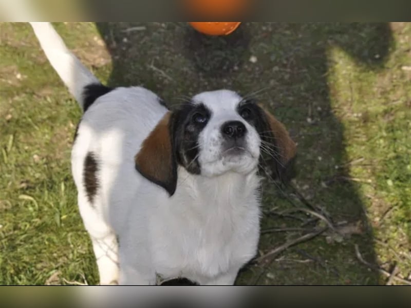 Loupie sucht ein passendes Zuhause