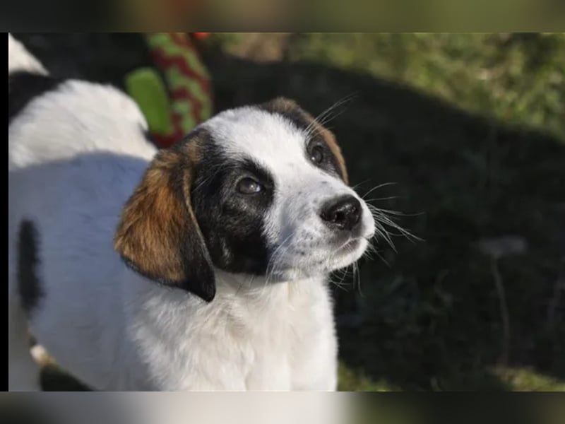Loupie sucht ein passendes Zuhause