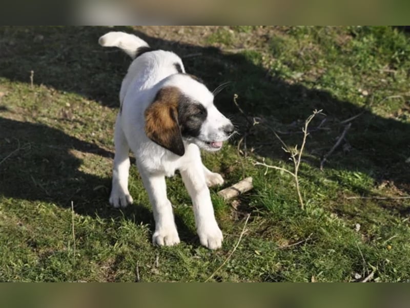 Loupie sucht ein passendes Zuhause