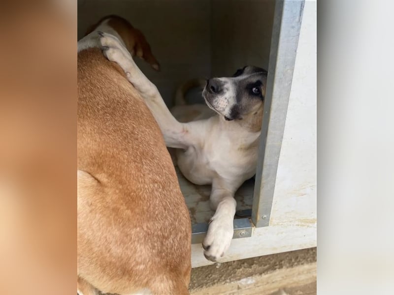 Lusy sucht ein passendes Zuhause