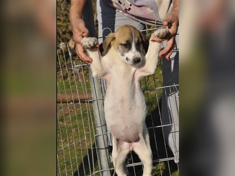 Lusy sucht ein passendes Zuhause