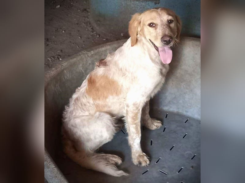 Sherry – wunderschönes Setter-Mix-Mädchen wünscht sich ein liebes Zuhause
