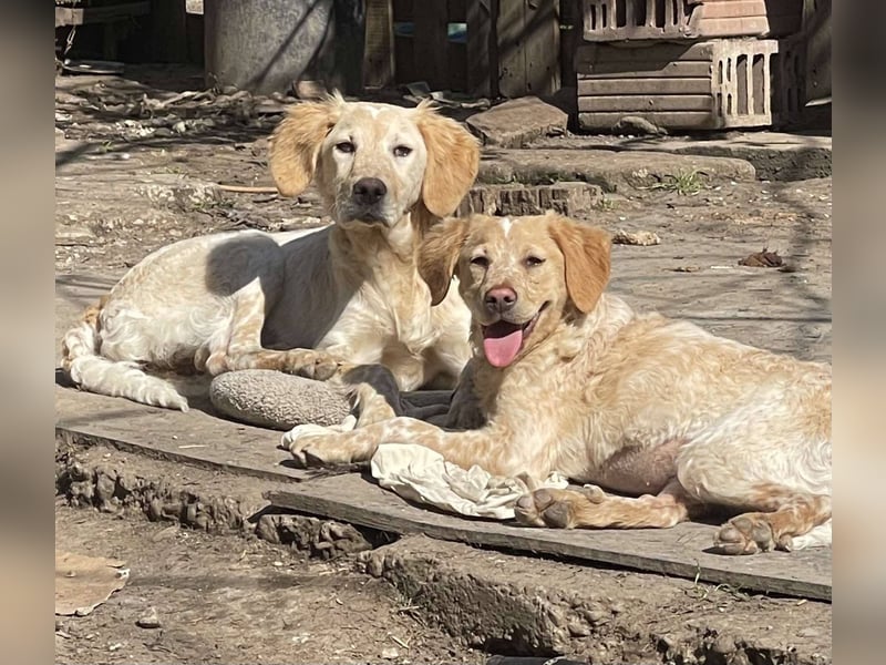Sherry – wunderschönes Setter-Mix-Mädchen wünscht sich ein liebes Zuhause