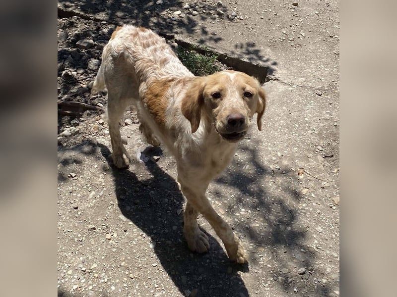Sherry – wunderschönes Setter-Mix-Mädchen wünscht sich ein liebes Zuhause