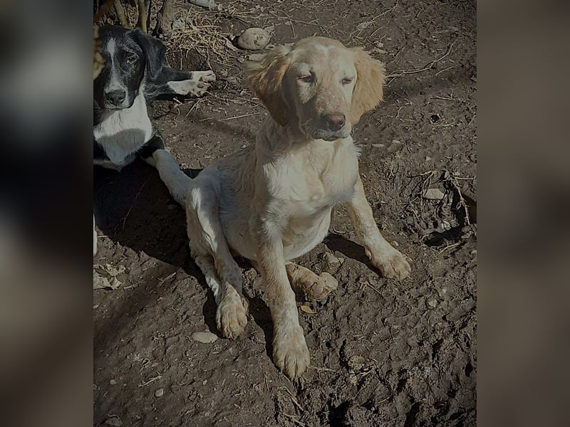 Sherry – wunderschönes Setter-Mix-Mädchen wünscht sich ein liebes Zuhause