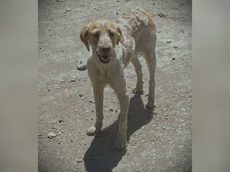 Sherry – wunderschönes Setter-Mix-Mädchen wünscht sich ein liebes Zuhause