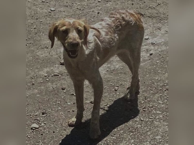 Sherry – wunderschönes Setter-Mix-Mädchen wünscht sich ein liebes Zuhause