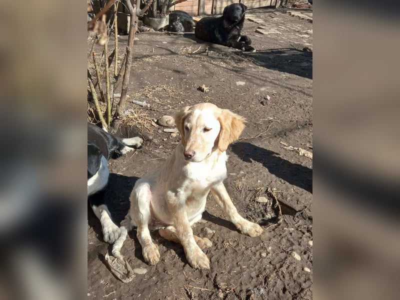 Sherry – wunderschönes Setter-Mix-Mädchen wünscht sich ein liebes Zuhause