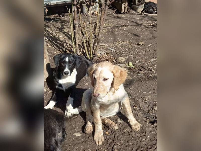 Sherry – wunderschönes Setter-Mix-Mädchen wünscht sich ein liebes Zuhause