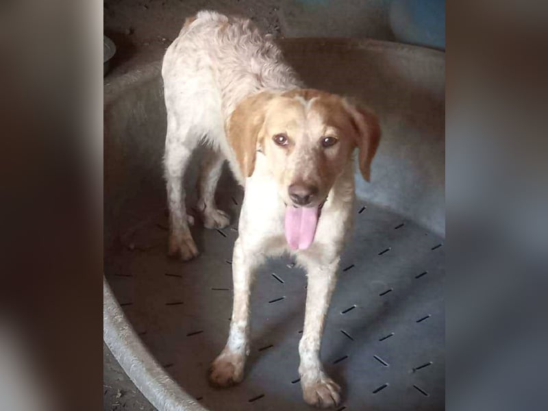 Sherry – wunderschönes Setter-Mix-Mädchen wünscht sich ein liebes Zuhause