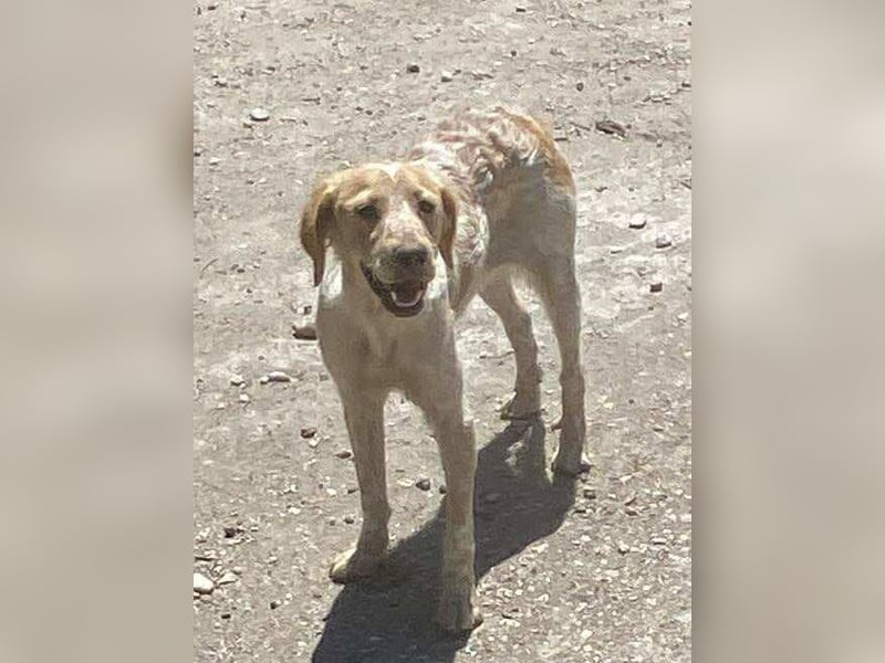 Sherry – wunderschönes Setter-Mix-Mädchen wünscht sich ein liebes Zuhause