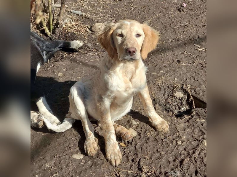 Sherry – wunderschönes Setter-Mix-Mädchen wünscht sich ein liebes Zuhause