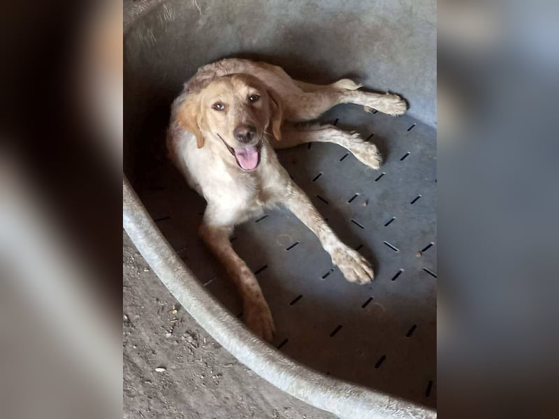 Sherry – wunderschönes Setter-Mix-Mädchen wünscht sich ein liebes Zuhause