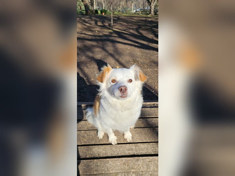 Ketten Hund v. gerade 35 cm - muss Sara unbedingt kennenlernen