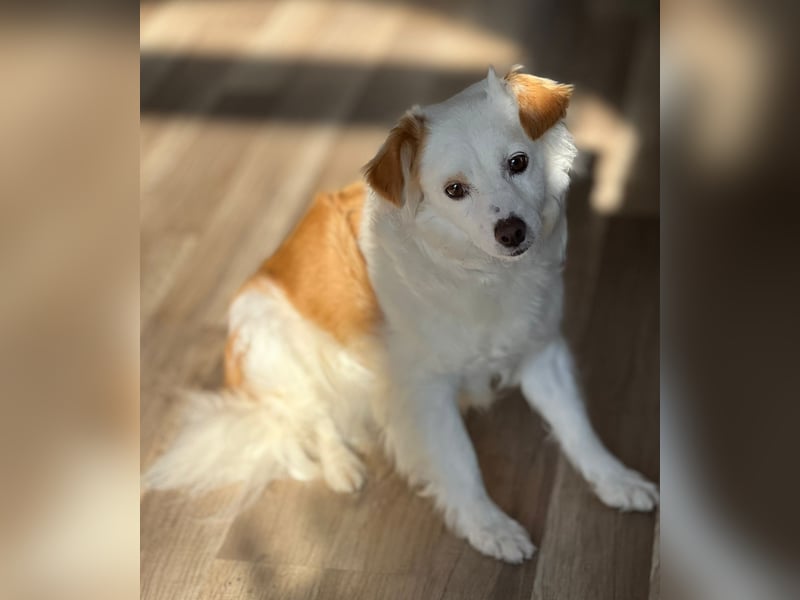 Ketten Hund v. gerade 35 cm - muss Sara unbedingt kennenlernen