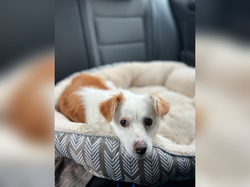 Ketten Hund v. gerade 35 cm - muss Sara unbedingt kennenlernen