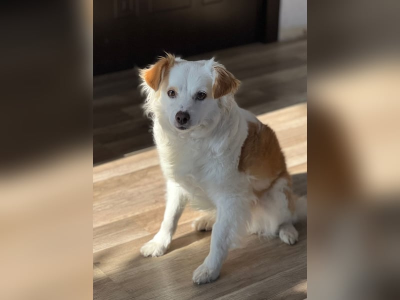 Ketten Hund v. gerade 35 cm - muss Sara unbedingt kennenlernen