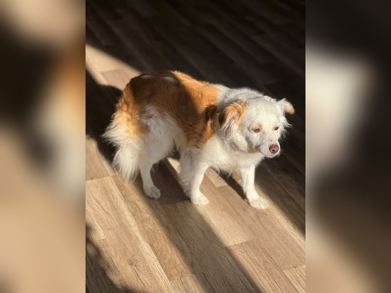 Ketten Hund v. gerade 35 cm - muss Sara unbedingt kennenlernen