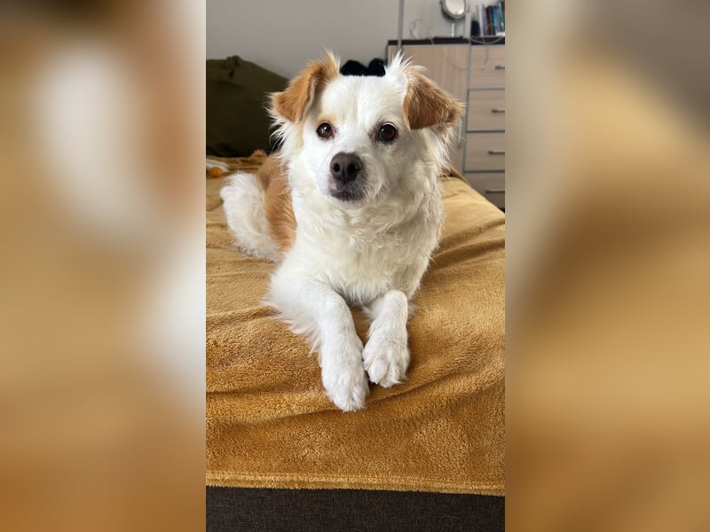 Ketten Hund v. gerade 35 cm - muss Sara unbedingt kennenlernen
