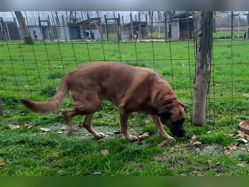 Zora sucht ein Zuhause