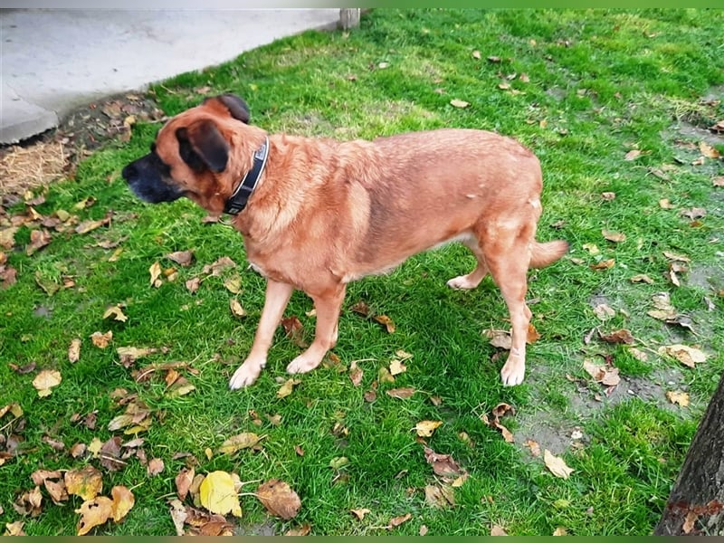 Zora sucht ein Zuhause