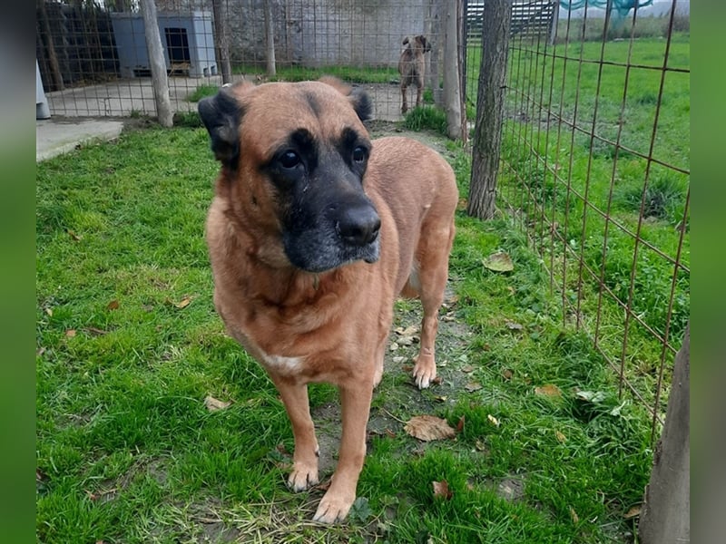 Zora sucht ein Zuhause