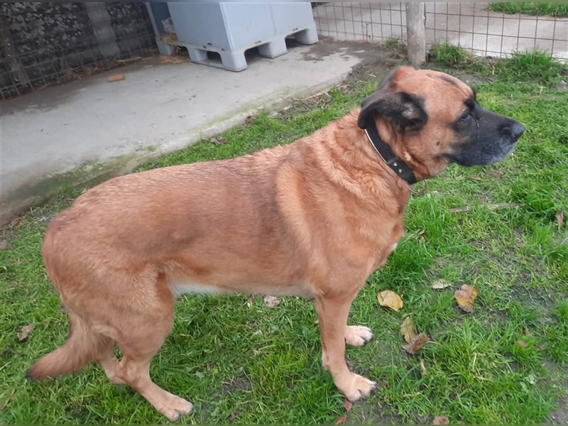 Zora sucht ein Zuhause