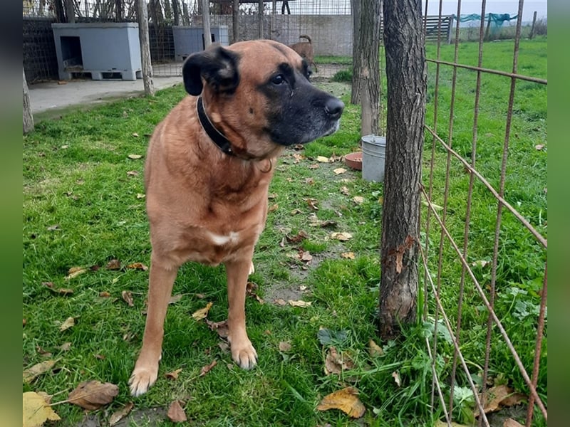Zora sucht ein Zuhause