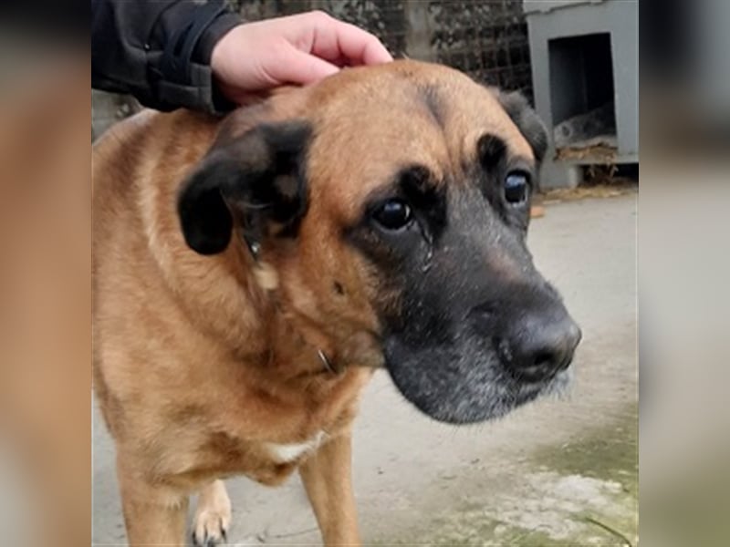 Zora sucht ein Zuhause