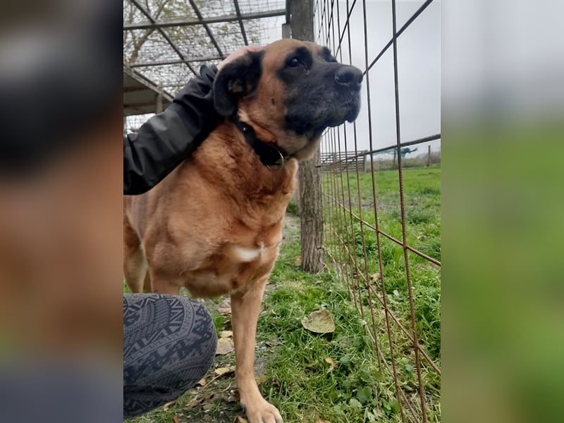 Zora sucht ein Zuhause