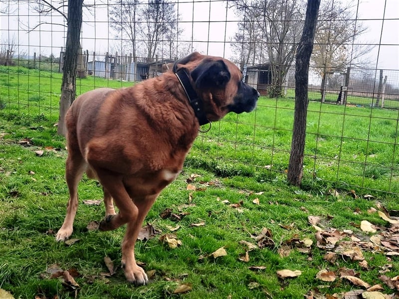 Zora sucht ein Zuhause