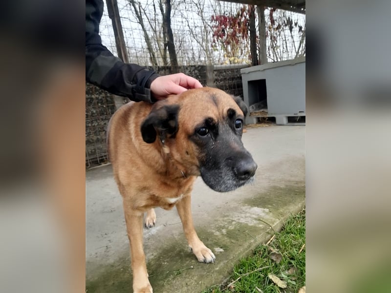 Zora sucht ein Zuhause