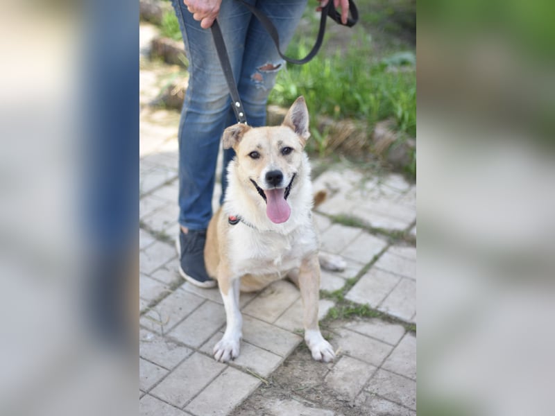 freundliche Jinah sucht ihre Menschen