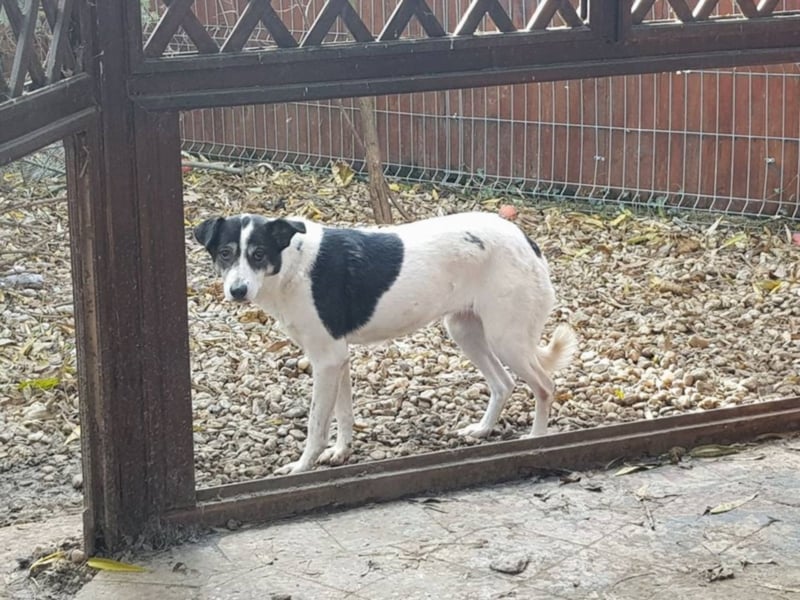  MILA ist mit Abstand das ärmste Hundemädchen, das wir kennengelernt haben