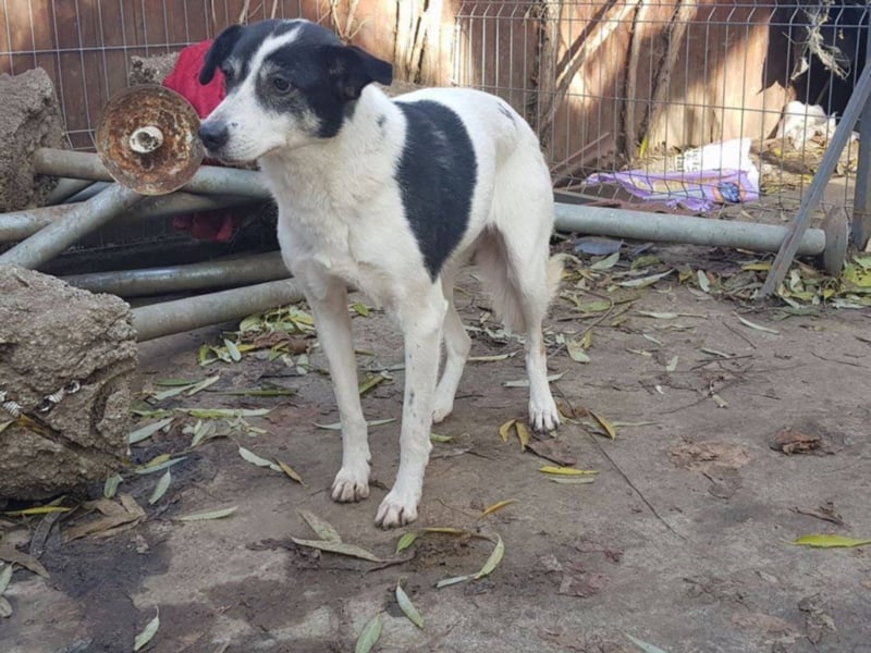  MILA ist mit Abstand das ärmste Hundemädchen, das wir kennengelernt haben