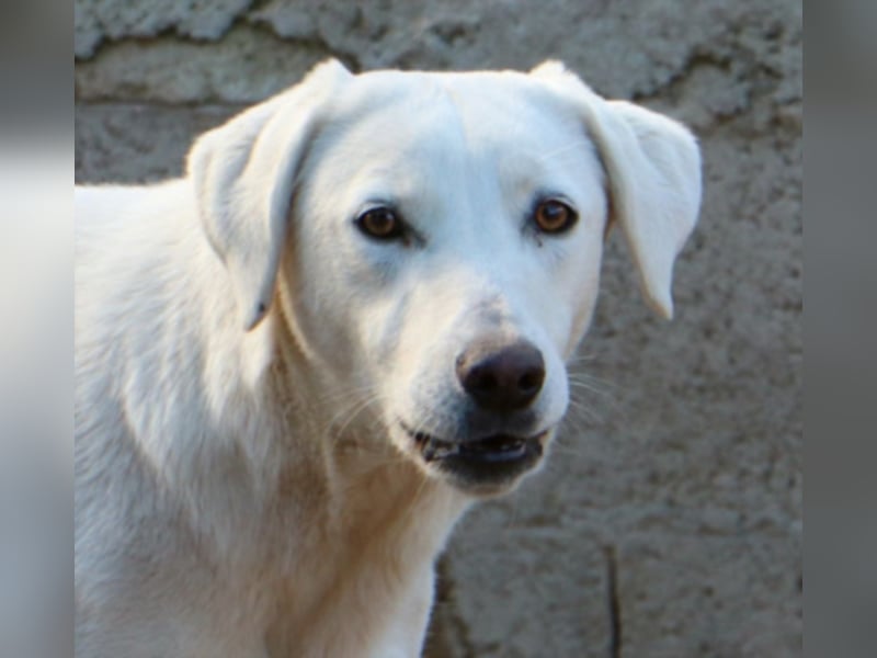 Clementina