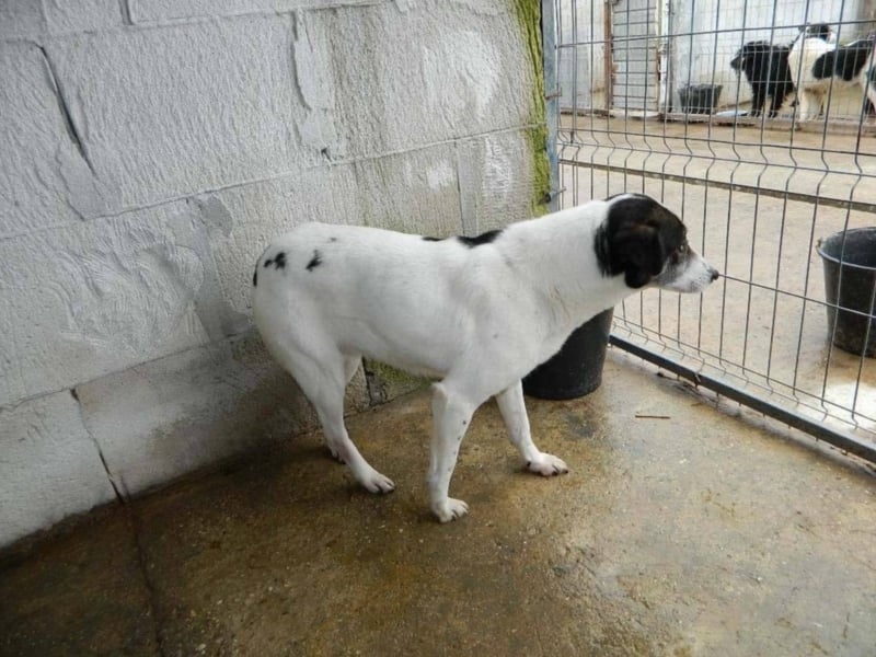  MILA ist mit Abstand das ärmste Hundemädchen, das wir kennengelernt haben