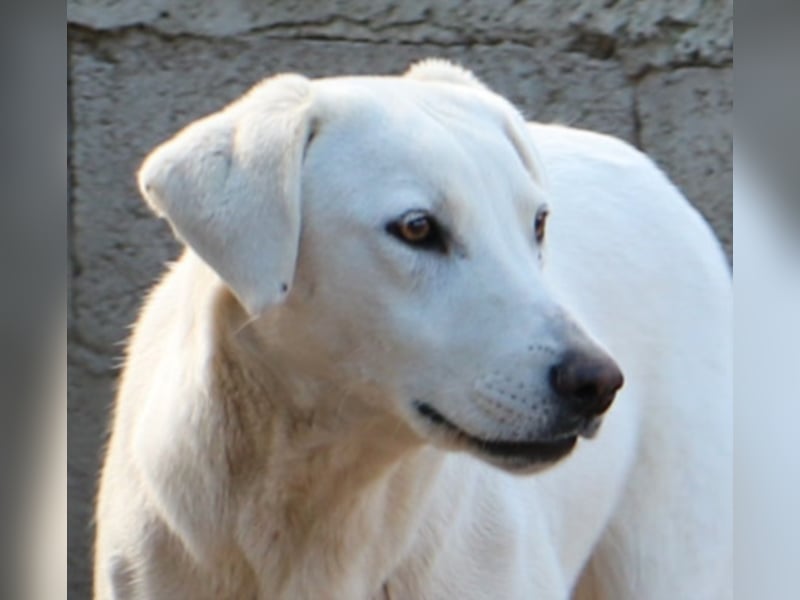 Clementina