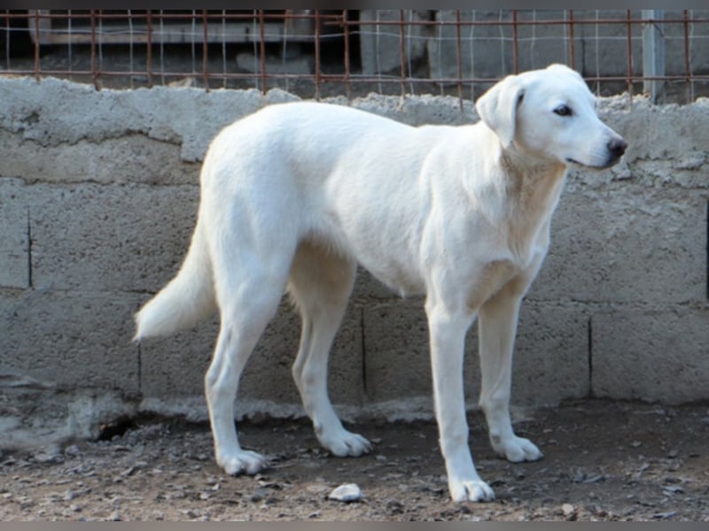Clementina