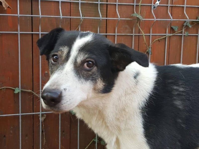  MILA ist mit Abstand das ärmste Hundemädchen, das wir kennengelernt haben