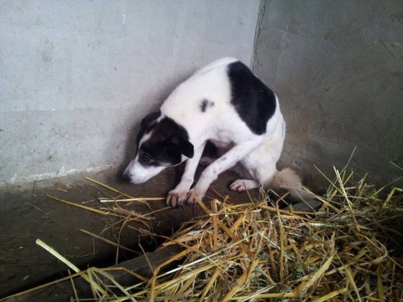  MILA ist mit Abstand das ärmste Hundemädchen, das wir kennengelernt haben