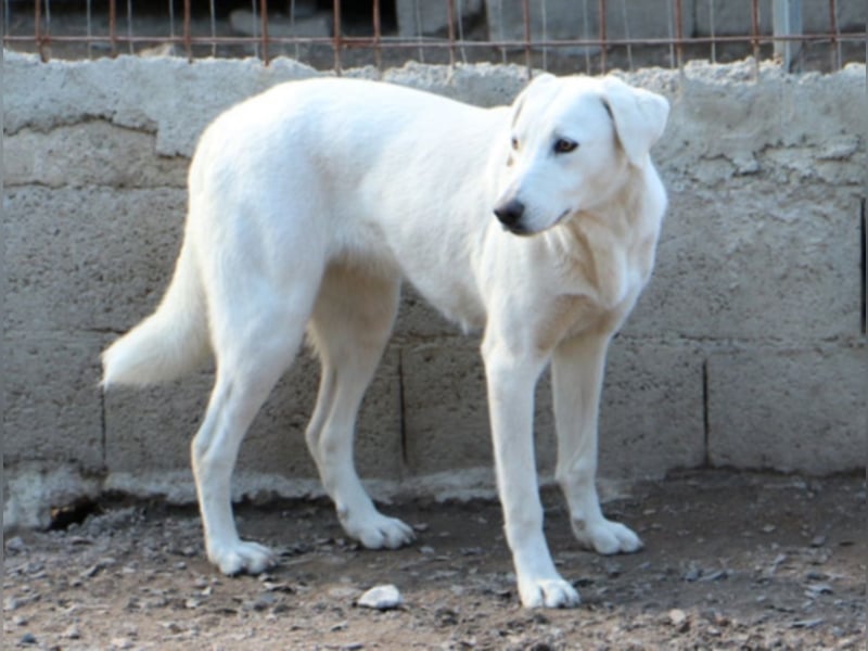 Clementina