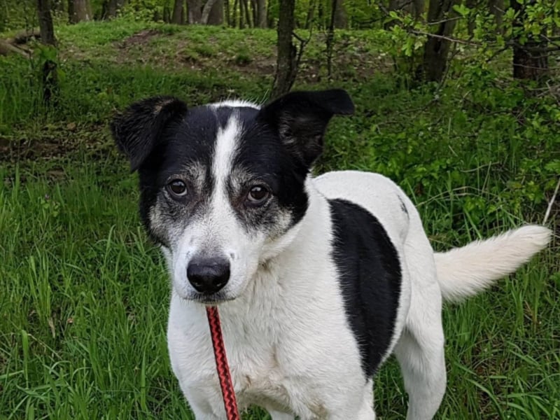  MILA ist mit Abstand das ärmste Hundemädchen, das wir kennengelernt haben