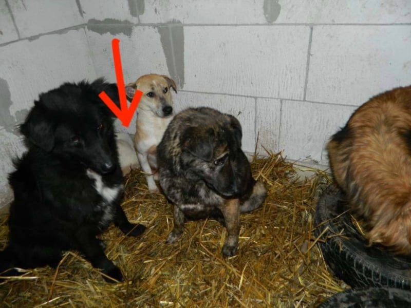  MILA ist mit Abstand das ärmste Hundemädchen, das wir kennengelernt haben