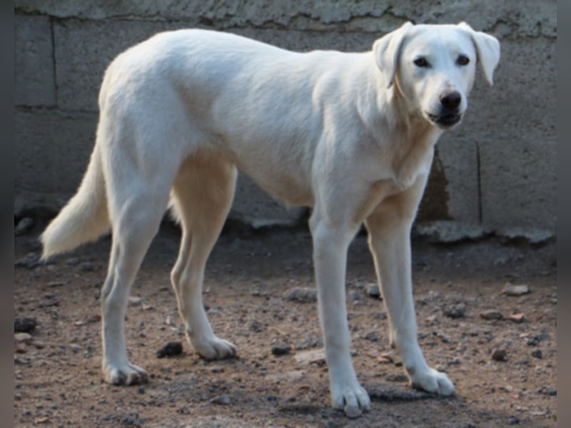 Clementina