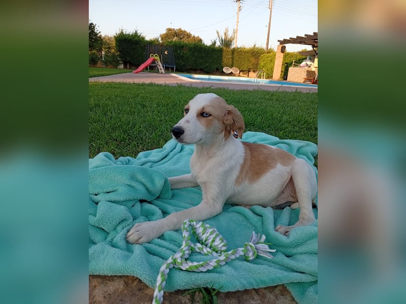 Junghündin MONA sucht ihr Für-immer-Körbchen