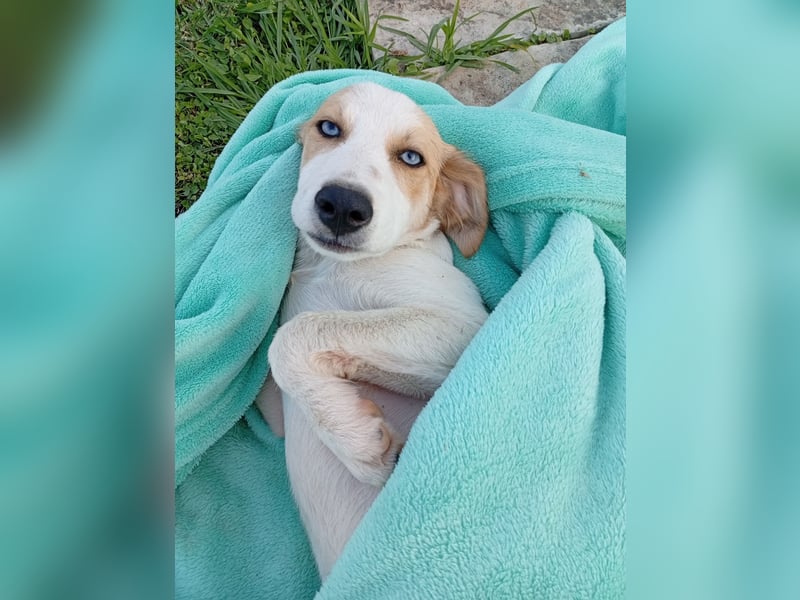 Junghündin MONA sucht ihr Für-immer-Körbchen