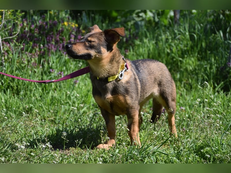 Tammy, agiles und zurückhaltendes Mischlingsmädchen, geb. 08/2022