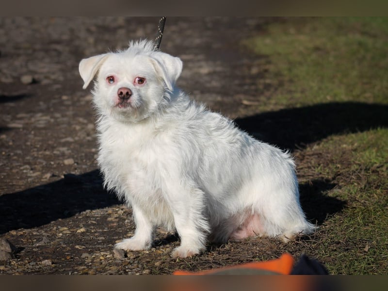 Susy kleine Mischlingshündin ca. 2,5 Jahre alt in Ungarn