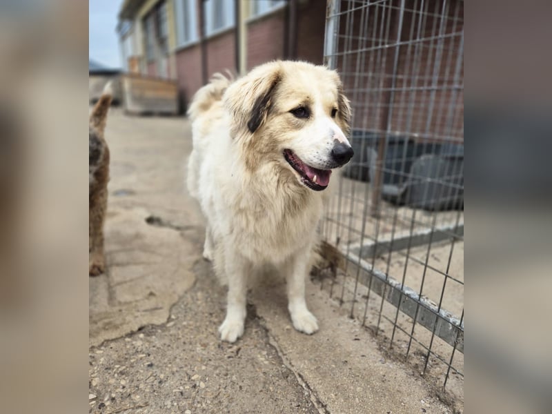 Mona griech. Schäferhundmischlingshündin ca. 3,5 Jahre alt  in Griechenland